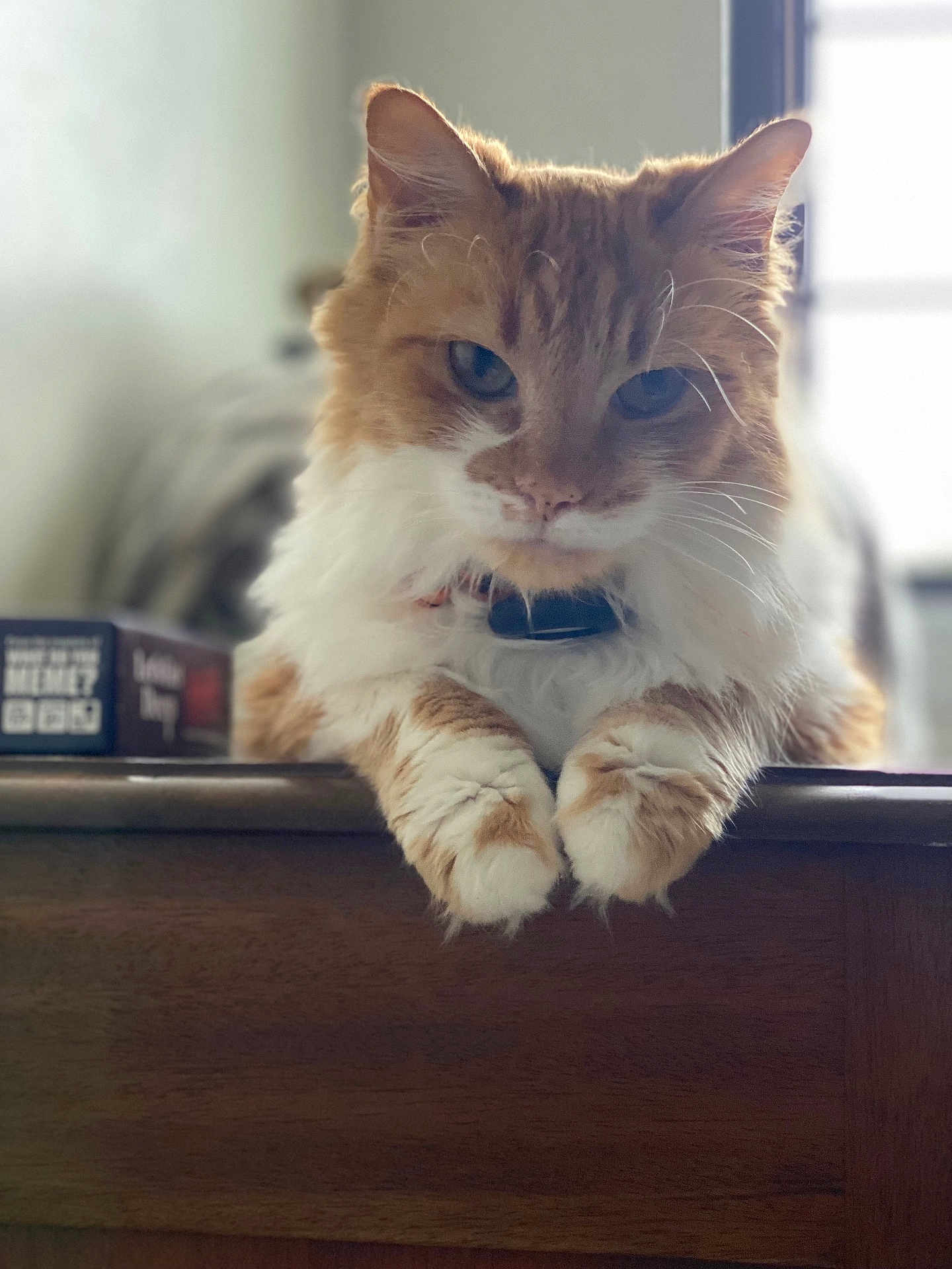 Nami is registered to the contest to win money with this photo: cat, orange_cat, white_fur, fluffy, pet, animal, indoor, wooden_surface, relaxed, portrait, closeup, whiskers, paws, collar, feline, domestic_cat, soft_light, blurry_background, cute, calm