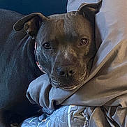 Luna joined the competition — help win amazing prizes! dog, blanket, pillow, indoor, resting, pet, canine, fur, collar, closeup, comfort, relaxed, sleepy, bed, face, ears, snout, home, animal, cozy