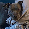 animal, bed, blanket, canine, closeup, collar, comfort, cozy, dog, ears, face, fur, home, indoor, pet, pillow, relaxed, resting, sleepy, snout