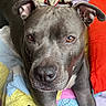 Luna joined the competition — help win amazing prizes! dog, pet, animal, gray_dog, close_up, bed, blanket, quilt, indoor, resting, ears, face, fur, looking, portrait, cozy, comfort, brown_eyes, snout, relaxed