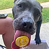 Luna joined the competition — help win amazing prizes! dog, tongue, lollipop, close_up, gray_dog, pet, outdoor, grass, human_hand, licking, sweet, candy, animal, tongue_out, summer, playful, funny, cute, snout, paw