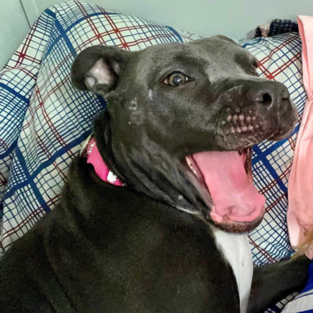 Luna is registered to the contest to win money with this photo: animal, blanket, bodypart, boxer, bulldog, canine, couch, cushion, dog, frenchbulldog, furniture, homedecor, hound, labradorretriever, mouth, person, pet, pitbull, puppy, snout