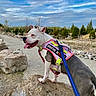 animal, canine, clouds, daylight, dog, happy, harness, leash, nature, outdoor, path, pet, rock, service_dog, sky, summer, tongue_out, trail, trees, walking