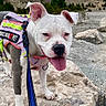 animal, black_spots, cloudy, dog, ears_up, happy, leash, nature, outdoor, pet, rock, scenic, service_dog, sky, tongue_out, trail, trees, vest, walking, white_dog