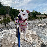 Sage joined the competition — help win amazing prizes! adventure, animal, canine, cloudy, daytime, dog, ears_up, grass, happy, harness, landscape, leash, nature, outdoor, pet, rock, sky, tongue_out, tree, walking