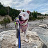 adventure, animal, canine, cloudy, daytime, dog, ears_up, grass, happy, harness, landscape, leash, nature, outdoor, pet, rock, sky, tongue_out, tree, walking