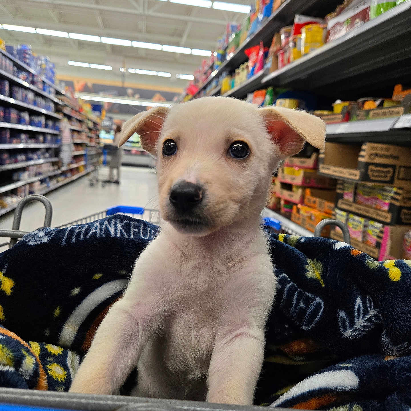 Nova Williamson joined the competition — help win amazing prizes! aisle, animal, blanket, curious, cute, dog, fur, indoor, looking, pet, pet_cart, puppy, shelf, shopping, shopping_cart, small_dog, store, supermarket, white_dog, young_dog