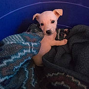 Nova Williamson joined the competition — help win amazing prizes! animal, blanket, blue_container, comfort, cozy, curious, cute, dog, domestic, ears, face, fur, indoor, looking, pet, puppy, resting, small, snuggled, young