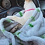 Nova Williamson joined the competition — help win amazing prizes! animal, blanket, car_interior, collar, cozy, cute, dashboard, dashboard_instruments, dog, fur, paws, pet, pink_collar, puppy, relaxing, seat, steering_wheel, transportation, vehicle, wrapped