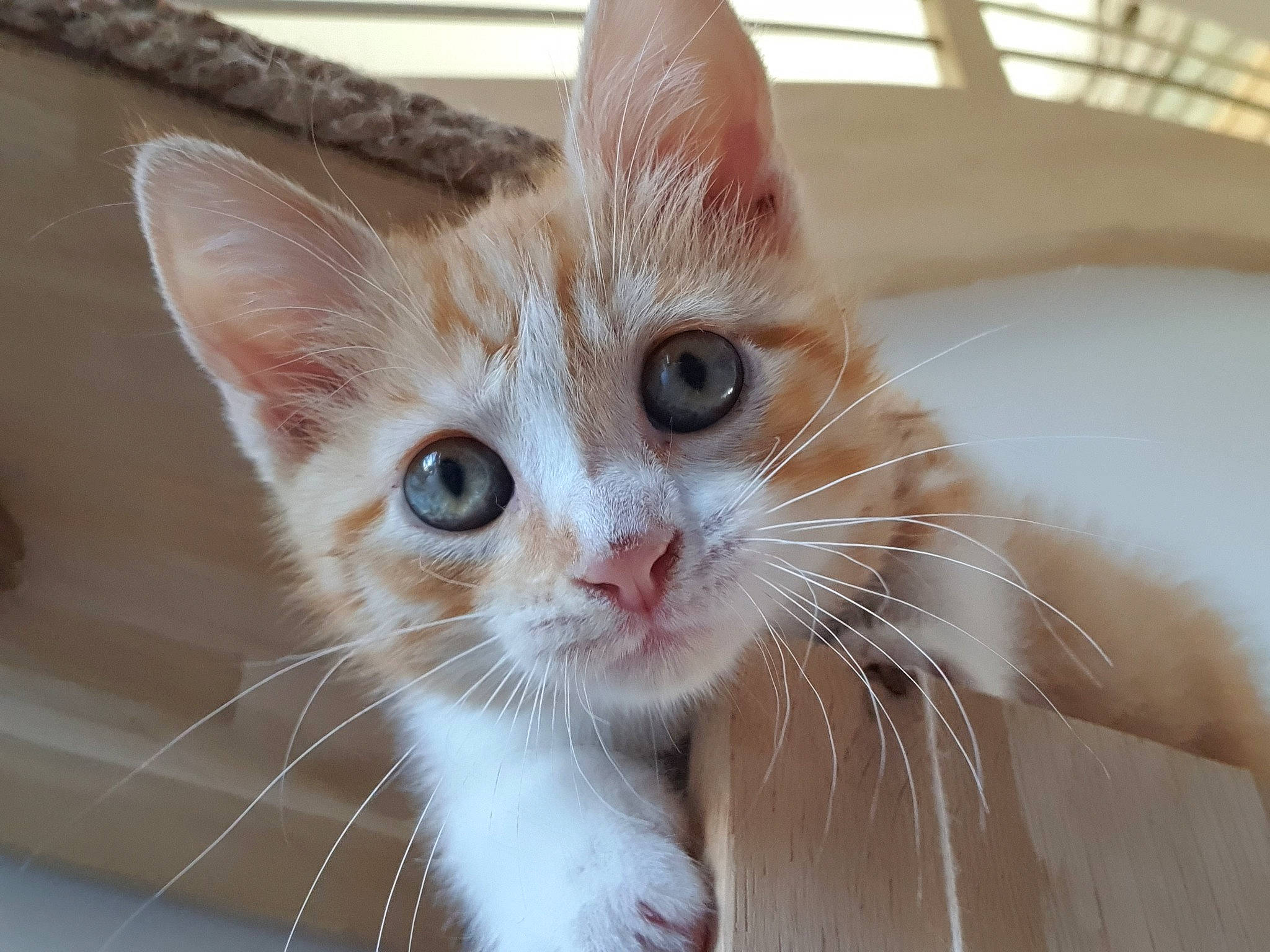 Tifus a rejoint le concours — aidez-le/la à gagner de superbes lots ! carnivore, cat, claw, close_up, domestic_short_haired_cat, ear, eye, eyelash, fawn, felidae, fur, paw, pet_supply, small_to_medium_sized_cats, snout, tail, whiskers, window