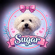 Sugar joined the competition — help win amazing prizes! adorable, animal, blue_hearts, circular_frame, closeup, curly_fur, cute, decorative, dog, face, fluffy, heart_shapes, illustration_style, pet, pink_bow, pink_hearts, portrait, ribbon_banner, text_overlay, white_dog
