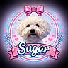 adorable, animal, blue_hearts, circular_frame, closeup, curly_fur, cute, decorative, dog, face, fluffy, heart_shapes, illustration_style, pet, pink_bow, pink_hearts, portrait, ribbon_banner, text_overlay, white_dog
