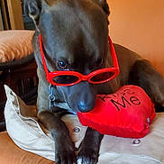 Cara-Mel is registered to the contest to win money with this photo: dog, sunglasses, red, heart, pillow, cushion, indoor, pet, animal, brown_fur, accessory, close_up, cute, relaxed, love, decor, furniture, collar, home, portrait