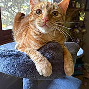 Ollie joined the competition — help win amazing prizes! cat, orange_tabby, pet, indoor, window, cat_tree, feline, whiskers, curious, relaxed, fur, animal, closeup, paw, looking, domestic, cozy, sunlight, portrait, mammal
