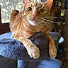 cat, orange_tabby, pet, indoor, window, cat_tree, feline, whiskers, curious, relaxed, fur, animal, closeup, paw, looking, domestic, cozy, sunlight, portrait, mammal