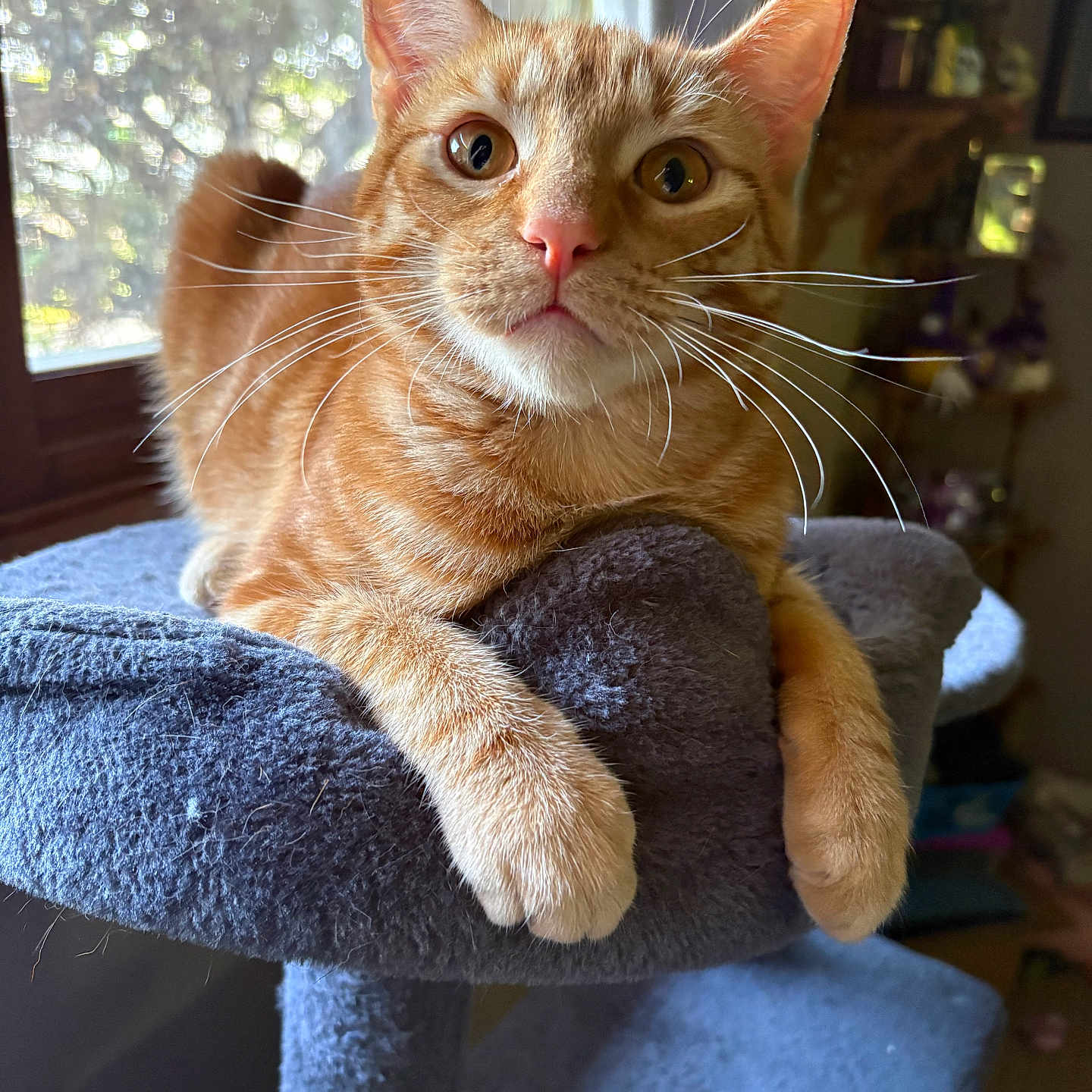Ollie