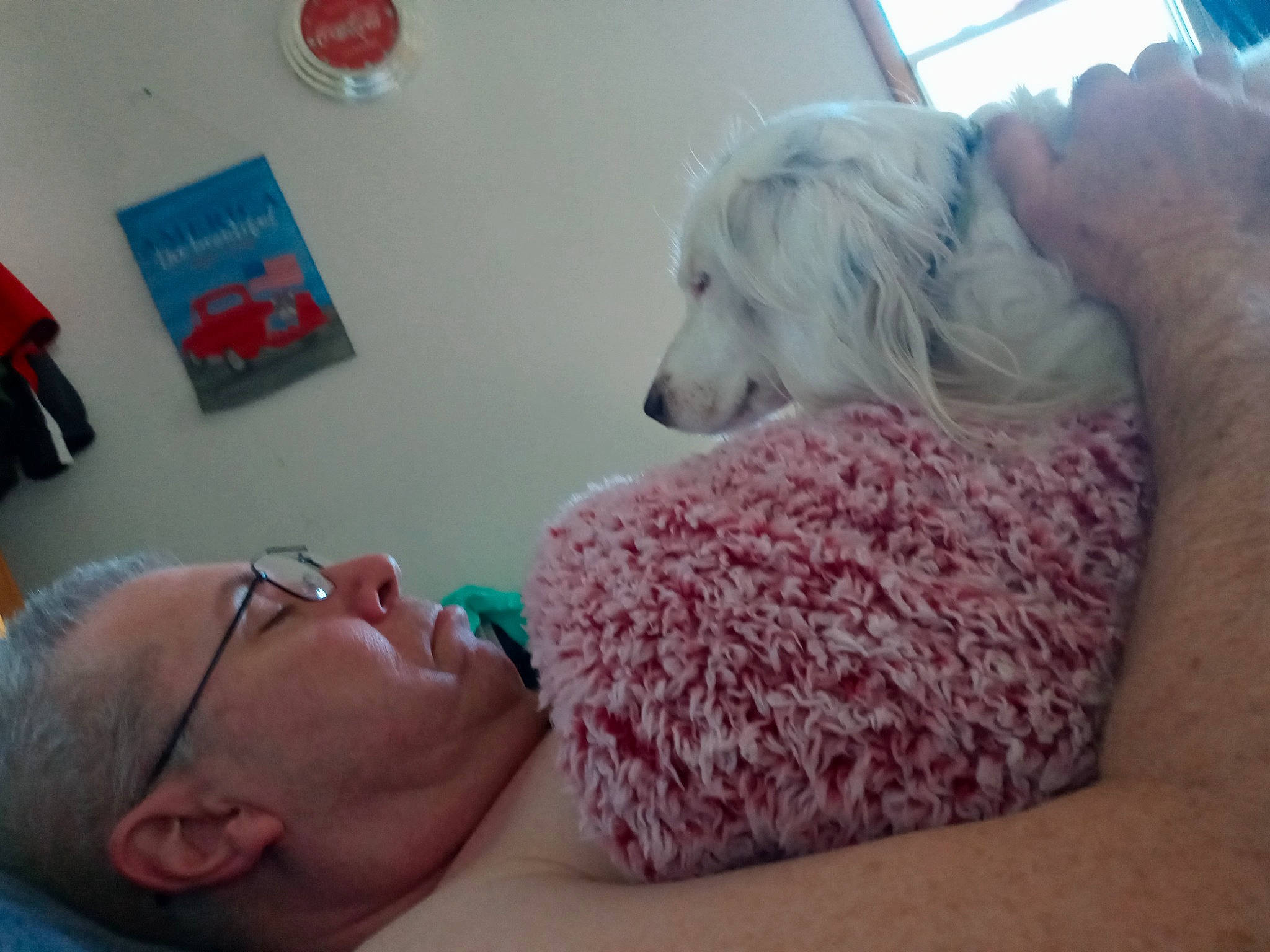 Casper is registered to the contest to win money with this photo: carnivore, comfort, companion_dog, couch, dog, dog_breed, eyewear, fun, fur, glasses, hairstyle, happy, magenta, room, selfie, sitting, sporting_group, toy, toy_dog, vision_care