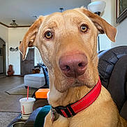 Murphy joined the competition — help win amazing prizes! dog, golden_dog, pet, collar, indoor, living_room, couch, furniture, close_up, canine, animal, domestic_animal, home, portrait, brown_eyes, red_collar, relaxed, seated, household, companion