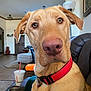 dog, golden_dog, pet, collar, indoor, living_room, couch, furniture, close_up, canine, animal, domestic_animal, home, portrait, brown_eyes, red_collar, relaxed, seated, household, companion