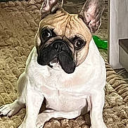 Indy is registered to the contest to win money with this photo: animal, brown, canine, carpet, companion, cozy, cute, dog, domestic, ears, floor, french_bulldog, fur, indoor, looking_up, pet, portrait, sitting, white, wrinkles