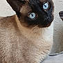 Kobi participe au concours pour gagner de l'argent avec cette photo : animal, blue_eyes, cat, close_up, curious, cushion, domestic_cat, ears, feline, fur, head_tilt, indoor, looking, pet, portrait, siamese_cat, soft, texture, wall, whiskers