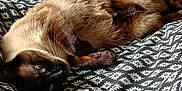 Kobi a rejoint le concours — aidez-le/la à gagner de superbes lots ! animal, blanket, blue_eyes, cat, comfort, cozy, cute, daisy, feline, flower_pattern, fur, indoor, lying_down, pattern, pet, relaxed, resting, siamese_cat, soft, whiskers