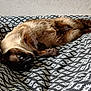 animal, blanket, blue_eyes, cat, comfort, cozy, cute, daisy, feline, flower_pattern, fur, indoor, lying_down, pattern, pet, relaxed, resting, siamese_cat, soft, whiskers