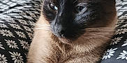 Kobi participe au concours pour gagner de l'argent avec cette photo : animal, bed, black_and_white, blanket, cat, closeup, comfort, ears, face, feline, floral, fur, indoors, pattern, pet, portrait, relaxation, resting, siamese_cat, whiskers