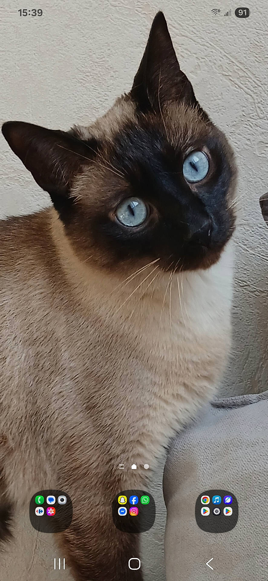 Kobi participe au concours pour gagner de l'argent avec cette photo : animal, blue_eyes, cat, close_up, curious, domestic_cat, ears, face, feline, fur, furniture, indoor, looking, pet, portrait, siamese_cat, smartphone_ui, texture, wall, whiskers