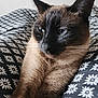 siamese_cat, cat, pet, animal, feline, closeup, face, whiskers, ears, fur, bed, blanket, pattern, floral, black_and_white, resting, indoors, comfort, relaxation, portrait