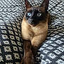animal, bed, blanket, blue_eyes, cat, close_up, crossed_legs, cute, domestic_animal, feline, floral_pattern, fur, indoor, pattern, paws, pet, portrait, resting, siamese_cat, whiskers