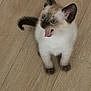 kitten, cat, siamese, blue_eyes, fur, pet, animal, indoor, wooden_floor, tail, cute, small, young, whiskers, mouth_open, ears, playful, fur_pattern, domestic, feline
