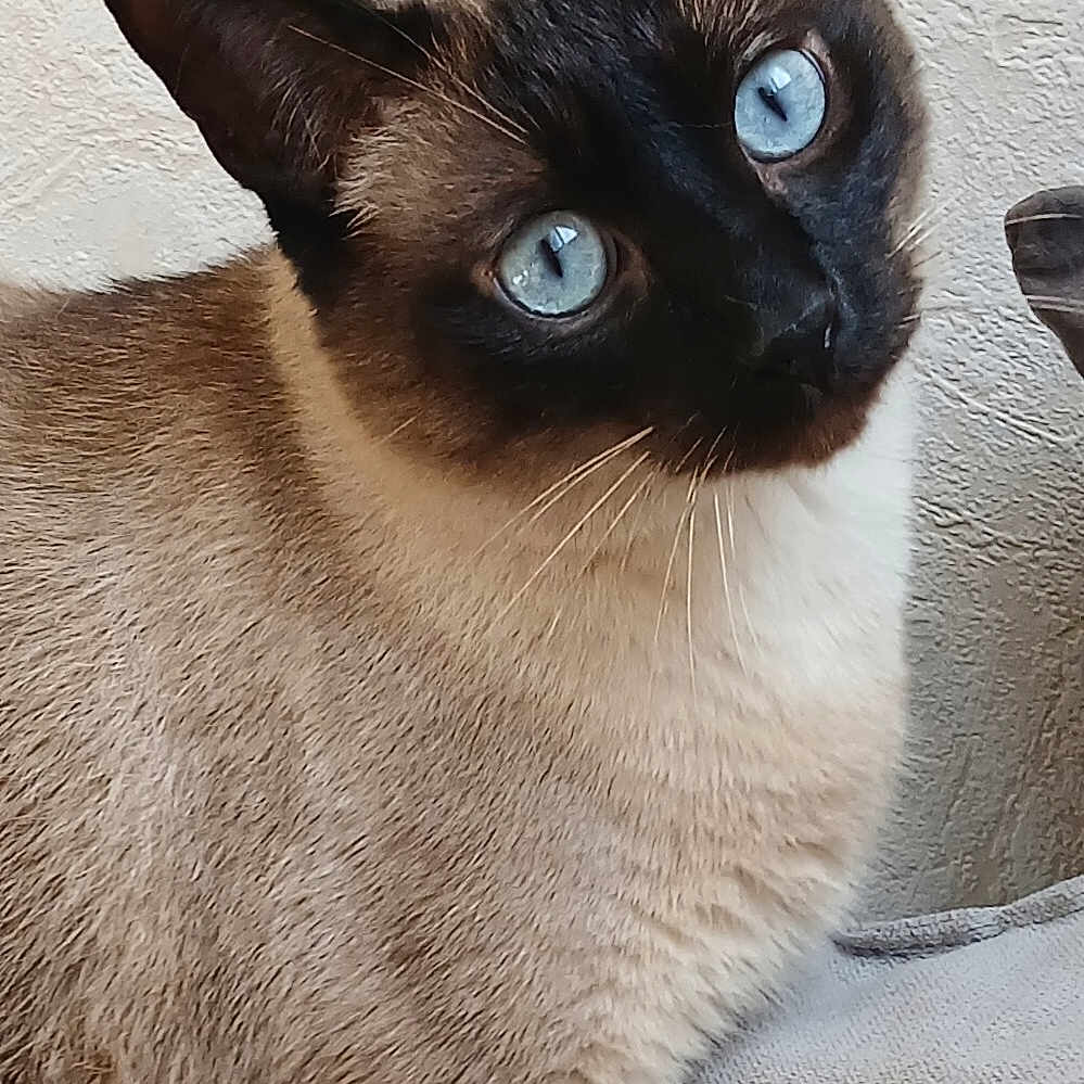 Kobi a rejoint le concours — aidez-le/la à gagner de superbes lots ! cat, siamese, blue_eyes, pet, animal, feline, curious, indoor, portrait, head_tilt, whiskers, fur, close_up, texture, light, soft, domestic_animal, cute, alert, sitting