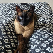 Kobi a rejoint le concours — aidez-le/la à gagner de superbes lots ! animal, black_and_white, blanket, blue_eyes, cat, close_up, crossed_paws, cute, domestic_animal, feline, floral_pattern, fur, indoor, lying_down, paws, pet, portrait, resting, siamese_cat, whiskers