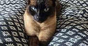 Kobi a rejoint le concours — aidez-le/la à gagner de superbes lots ! animal, black_and_white, blanket, blue_eyes, cat, close_up, crossed_paws, cute, domestic_animal, feline, floral_pattern, fur, indoor, lying_down, paws, pet, portrait, resting, siamese_cat, whiskers