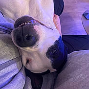 Saiko a rejoint le concours — aidez-le/la à gagner de superbes lots ! dog, smiling, upside_down, black_and_white, nose, teeth, close_up, hand, blanket, indoor, floor, cozy, pet, relaxed, fur, animal, face, comfort, human, cuddle