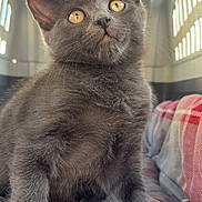 Izzy a rejoint le concours — aidez-le/la à gagner de superbes lots ! kitten, cat, gray_fur, amber_eyes, pet_carrier, plaid_blanket, indoor, cute, curious, furry, whiskers, small_paws, young_cat, animal, domestic_cat, pet, cozy, close_up, soft_fur, sitting