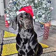 Max joined the competition — help win amazing prizes! dog, black_dog, santa_hat, christmas_tree, holiday_decor, ornaments, indoor, carpet, rug, festive, pet, animal, floor, decoration, tree, winter, seasonal, cute, portrait, holiday