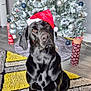 dog, black_dog, santa_hat, christmas_tree, holiday_decor, ornaments, indoor, carpet, rug, festive, pet, animal, floor, decoration, tree, winter, seasonal, cute, portrait, holiday