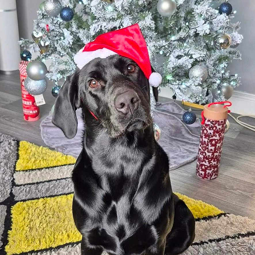 Max joined the competition — help win amazing prizes! animal, black_dog, carpet, christmas_tree, cute, decoration, dog, festive, floor, holiday, holiday_decor, indoor, ornaments, pet, portrait, rug, santa_hat, seasonal, tree, winter