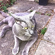 Milo joined the competition — help win amazing prizes! cat, gray_cat, yellow_eyes, pet, animal, outdoor, stone_patio, resting, fur, whiskers, ears, tail, nature, greenery, plant, sunlight, pavement, relaxing, closeup, mammal