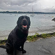 Kiji participe au concours pour gagner de l'argent avec cette photo : dog, black_labrador, sitting, wet_pavement, waterfront, boats, sailboats, cloudy_sky, overcast, outdoor, nature, grass, stone_edge, tongue_out, pet, canine, smiling_dog, calm_water, shoreline, landscape