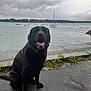 dog, black_labrador, sitting, wet_pavement, waterfront, boats, sailboats, cloudy_sky, overcast, outdoor, nature, grass, stone_edge, tongue_out, pet, canine, smiling_dog, calm_water, shoreline, landscape
