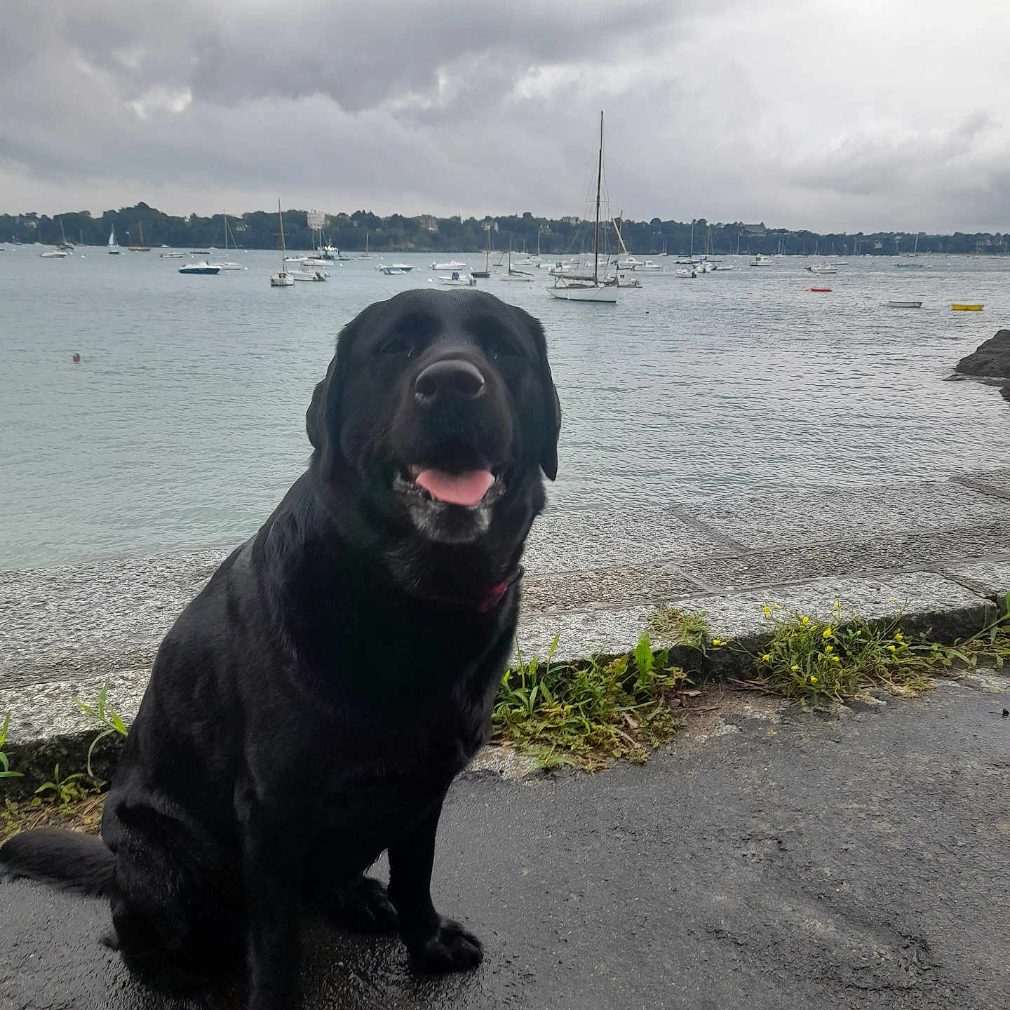 Kiji participe au concours pour gagner de l'argent avec cette photo : black_labrador, boats, calm_water, canine, cloudy_sky, dog, grass, landscape, nature, outdoor, overcast, pet, sailboats, shoreline, sitting, smiling_dog, stone_edge, tongue_out, waterfront, wet_pavement