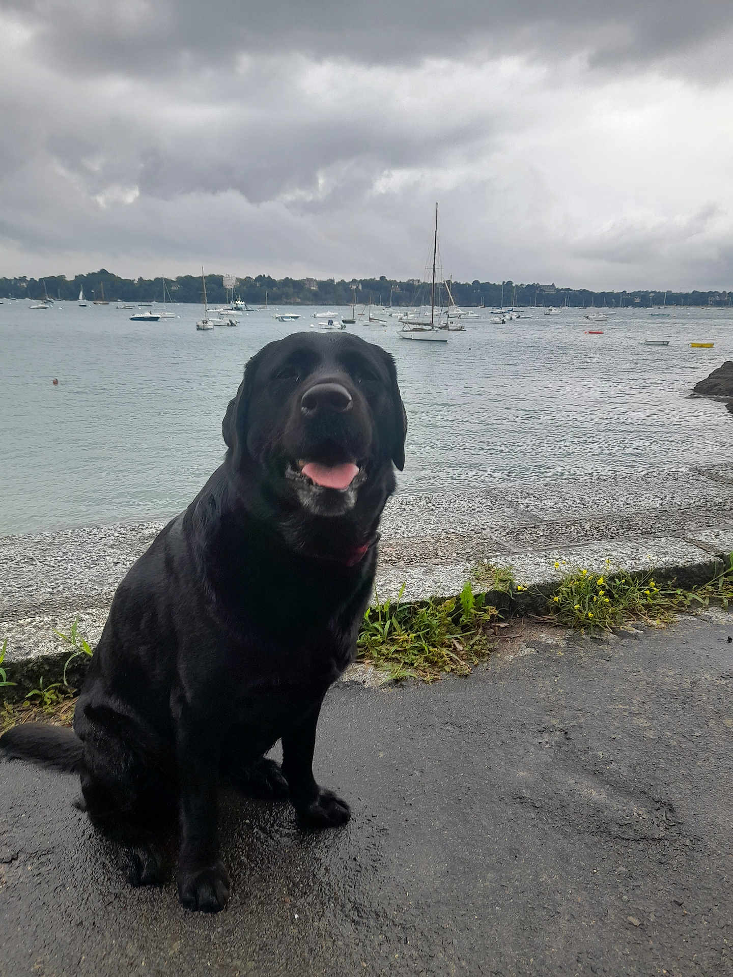 Kiji participe au concours pour gagner de l'argent avec cette photo : dog, black_labrador, sitting, wet_pavement, waterfront, boats, sailboats, cloudy_sky, overcast, outdoor, nature, grass, stone_edge, tongue_out, pet, canine, smiling_dog, calm_water, shoreline, landscape