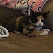 Lucy is registered to the contest to win money with this photo: animal, blanket, calico, cartoon, cat, couch, cozy, duck, ears, feline, fur, indoor, leather, paw, pet, pink, resting, sleepy, soft, whiskers