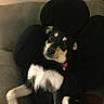 Blacky joined the competition — help win amazing prizes! dog, couch, black_fur, white_fur, pet, indoor, relaxed, collar, curious, furniture, canine, lying_down, cozy, companion, animal, domestic, comfort, resting, portrait, home