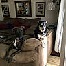 Blacky joined the competition — help win amazing prizes! dog, couch, living_room, sunlight, pets, canine, indoor, furniture, brown_couch, decor, pillows, window, curtains, carpet, collar, relaxed, animal, home, companion, resting