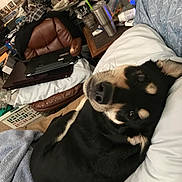 Blacky is registered to the contest to win money with this photo: dog, bed, pillow, blanket, chair, laptop, room, clutter, indoor, furniture, pet, black_dog, tan_markings, relaxed, looking_at_camera, household_items, casual, resting, cozy, curious