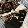 dog, bed, pillow, blanket, chair, laptop, room, clutter, indoor, furniture, pet, black_dog, tan_markings, relaxed, looking_at_camera, household_items, casual, resting, cozy, curious